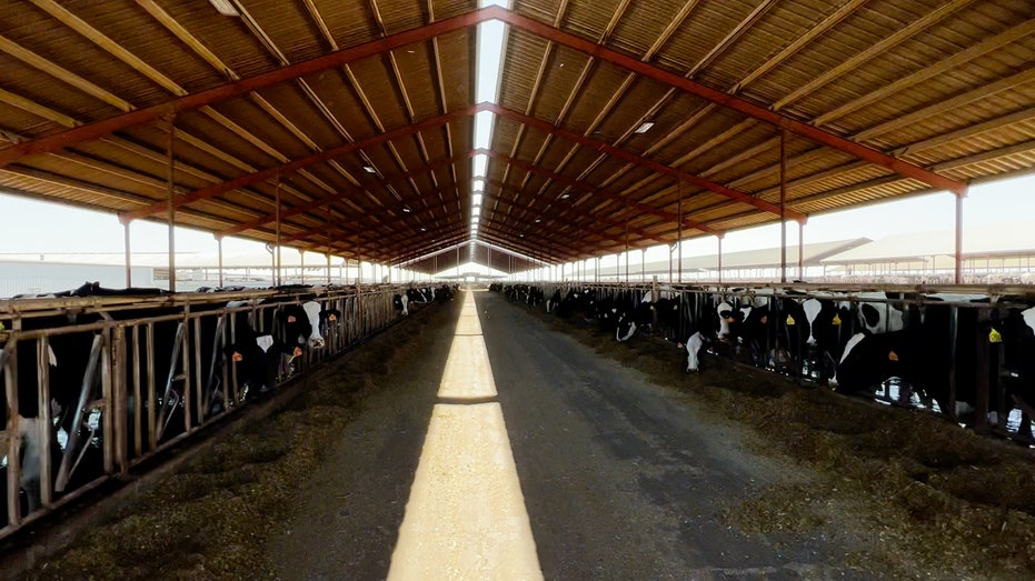 Dairy farm in Gustine, California, facing inflation trouble