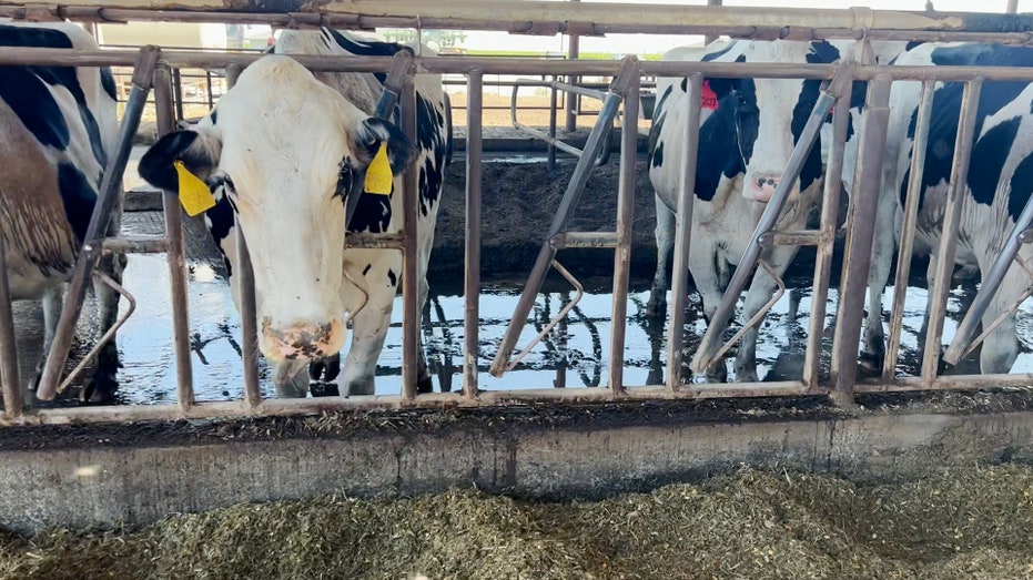 Cows in California dairy farm