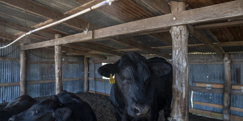 Heat wave hits US farms, stressing crops and ranchers' herds - Vimarsana News