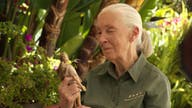 Jane Goodall Barbie doll debuts ahead of World Chimpanzee Day