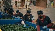 USDA approves the export of Jalisco Mexican avocados to US