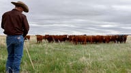 Beef prices set to surge further as farmers sell off cattle herds