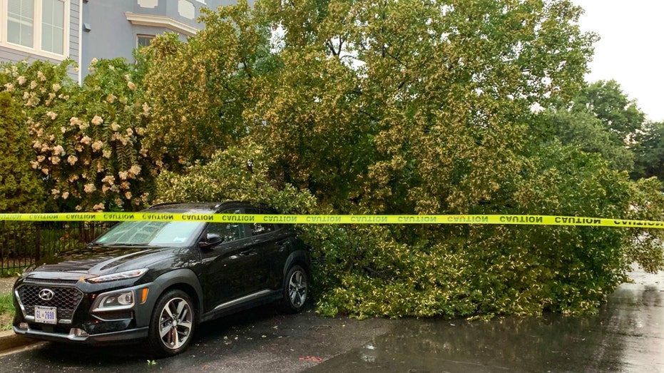 Trees on cars in Washington, D.C.