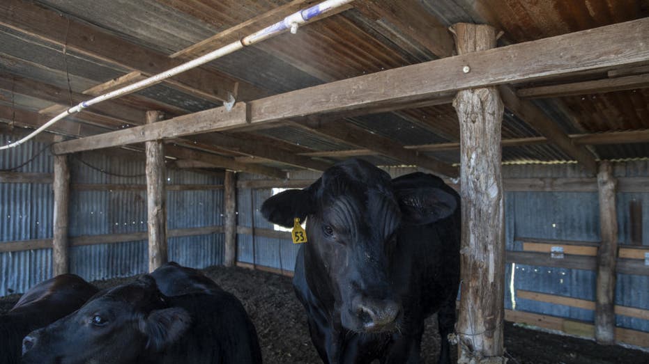 Cows take shelter from the heat