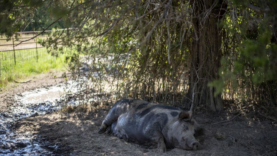 A pig lays in the shade under a tree