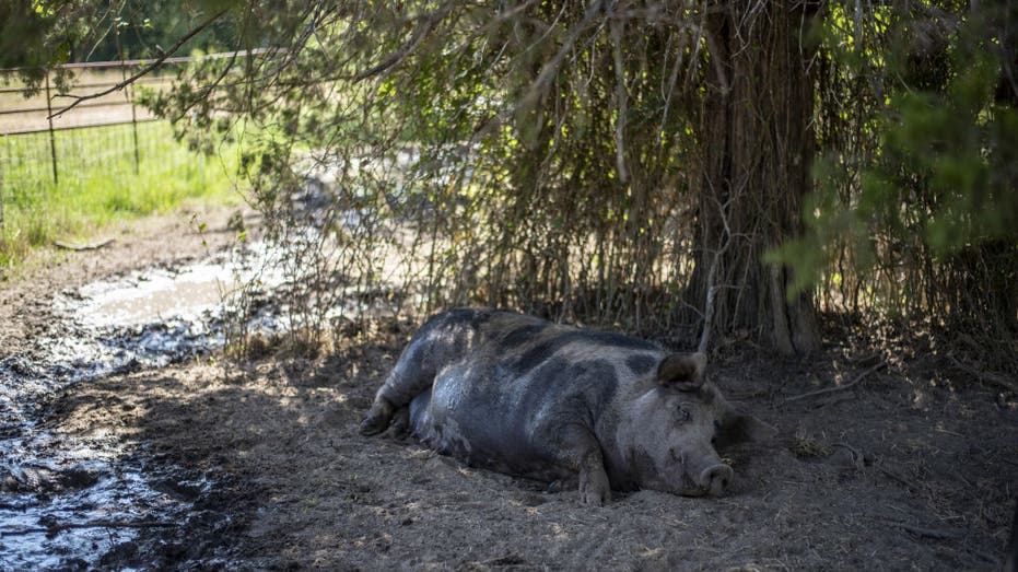 A pig lays in the shade under a tree