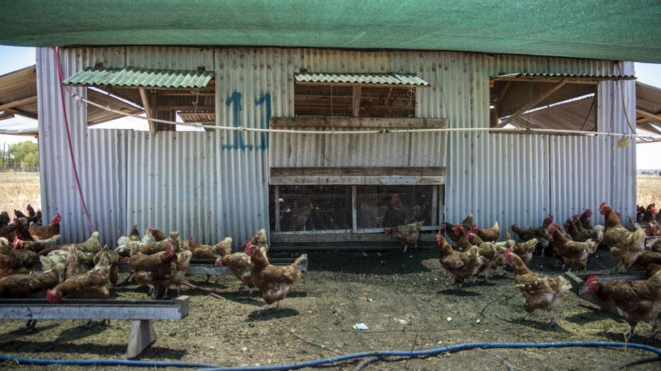 Chickens under a shaded area