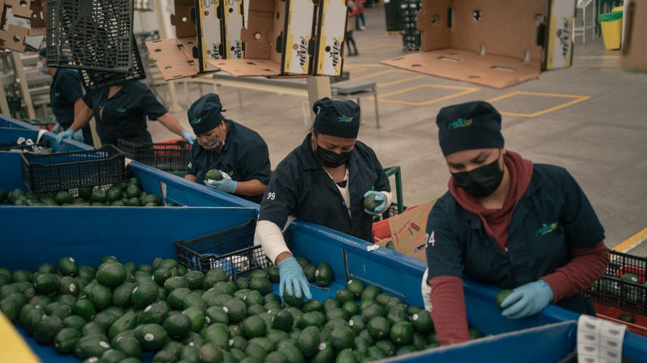 Workers pack avocados