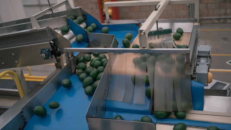 Avocados move along a conveyor belt