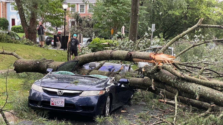 A fallen tree on a car after Maryland storms