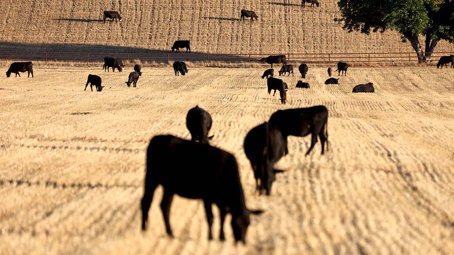 cattle drought