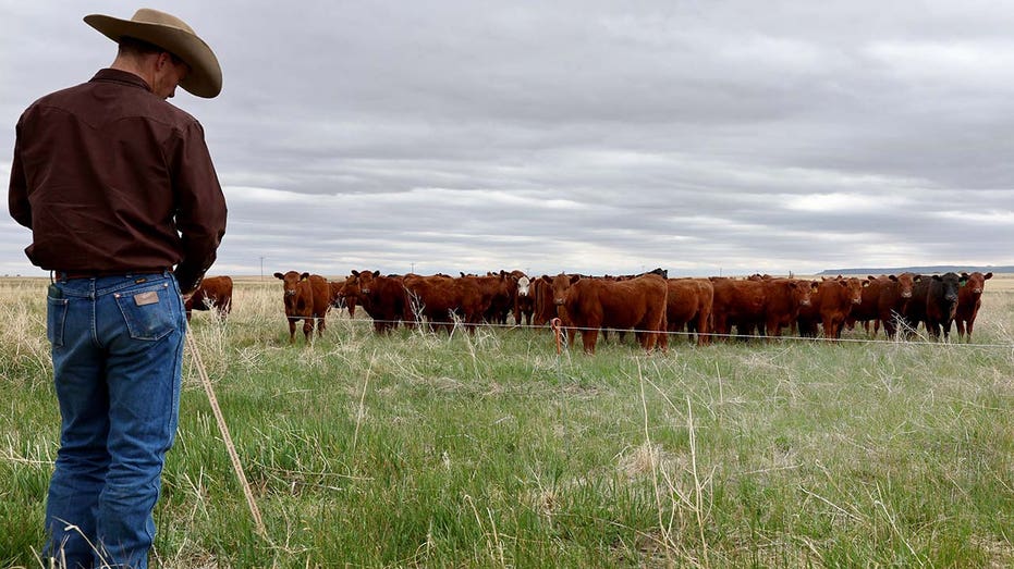 cattle farmer