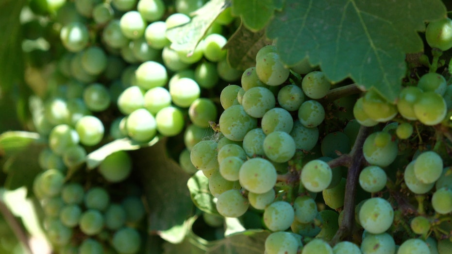 Grapes grow on a vineyard near Central California