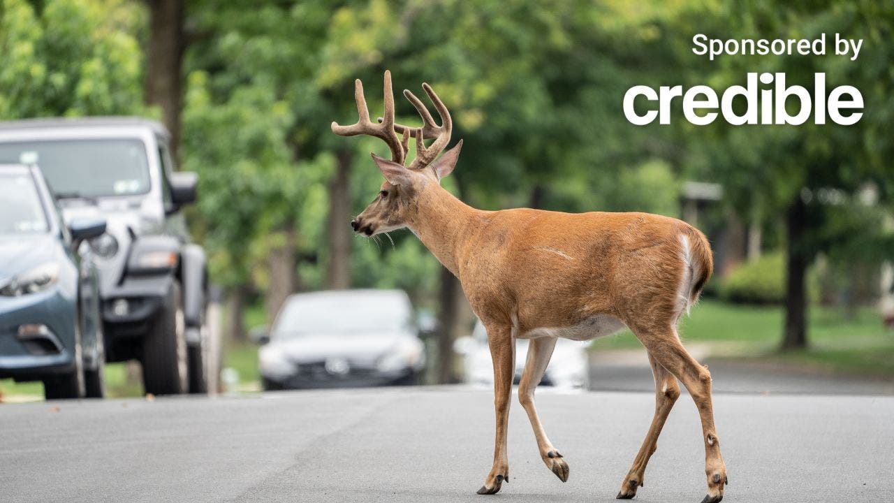 Does insurance cover hitting a deer? | Fox Business Does insurance cover hitting a deer? | Fox Business