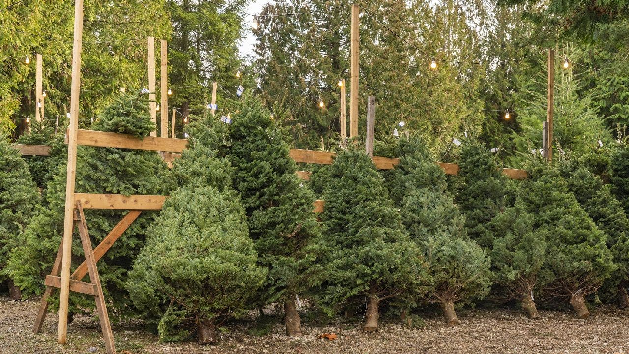 Christmas tree supply in 2022 Will drought affect the holiday season