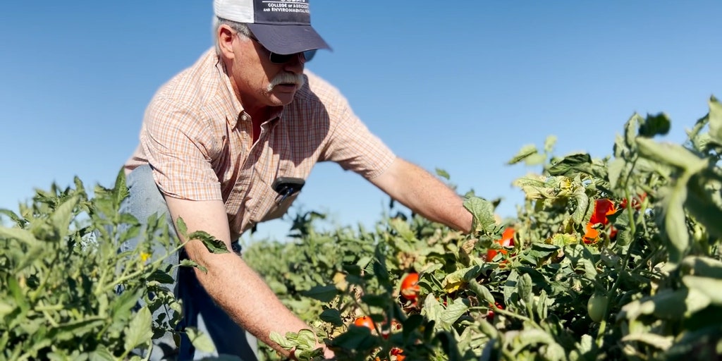 TOMATOPIC2.jpg?ve=1&tl=1