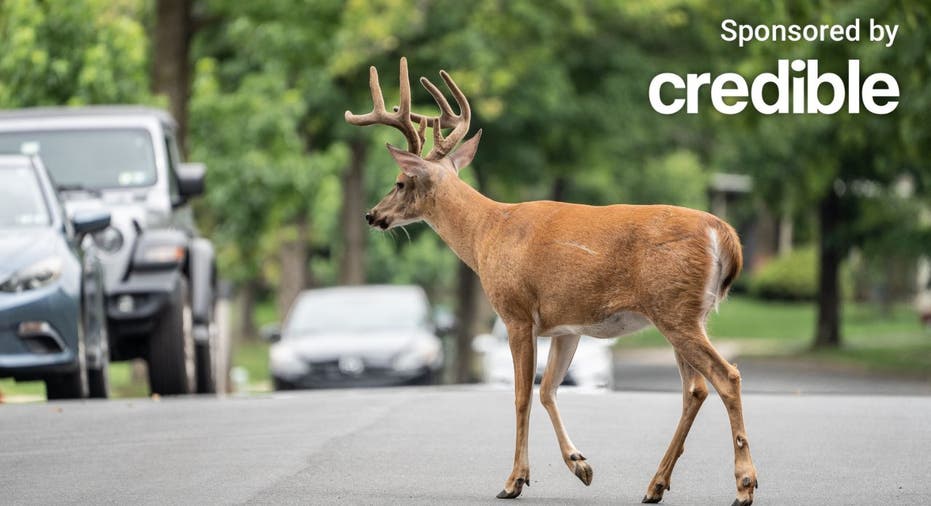 Does Insurance Cover Hitting A Deer?