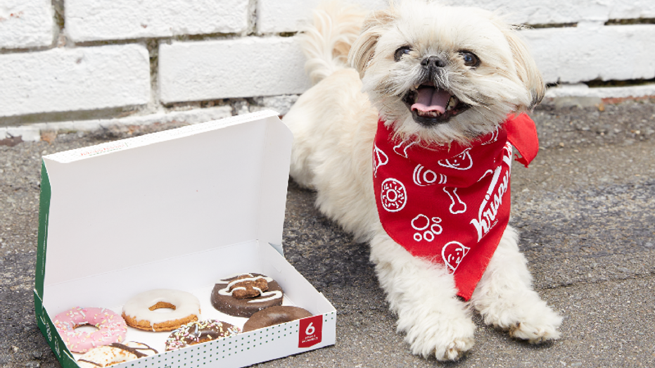 Dog wearing Krispy Kreme bandana lays next to Doggie Doughnuts