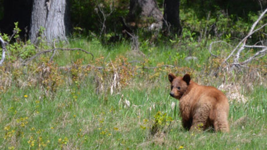 grizzly bear cub