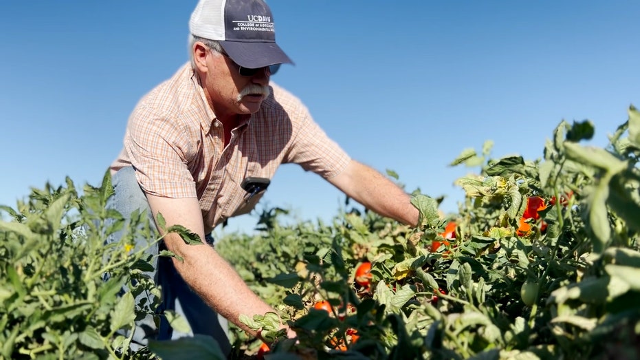 California farmer picking tomatoes