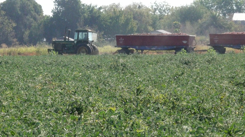 Tractor riding in a field