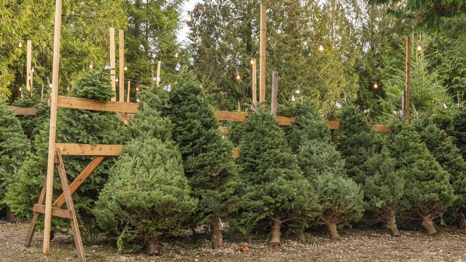 christmas trees lined up