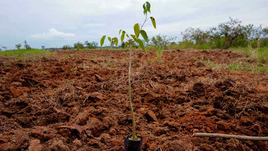 Seed sprouting