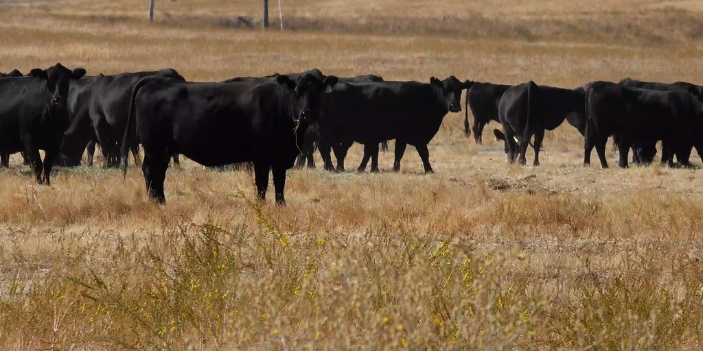 CATTLEPIC2.jpg?ve=1&tl=1