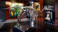 Dinosaur skeleton expected to sell for $495K at auction