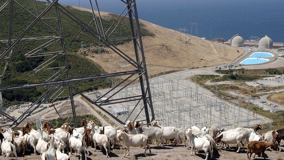 Goats by Diablo Canyon nuclear power plant