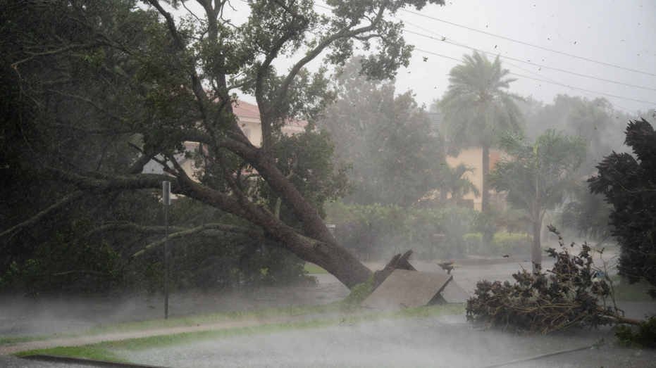 Tree uprooted near power lines as Hurricane Ian lashes Florida