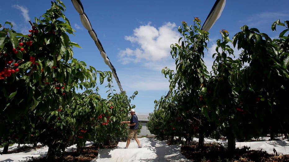 A spring snowstorm hit the cherry crop in Oregon and Washington