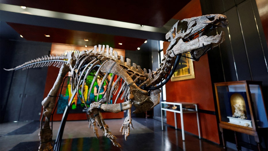 dinosaur skeleton