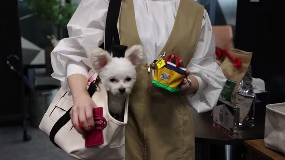 Office welcomes dogs in Japan