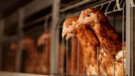 Over 100 sickened in salmonella outbreaks tied to backyard poultry
