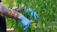 Washington pot regulators halt operations at several farms over pesticide concerns