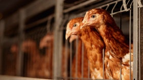 CDC warns of salmonella outbreak linked to chicken — here's what to know