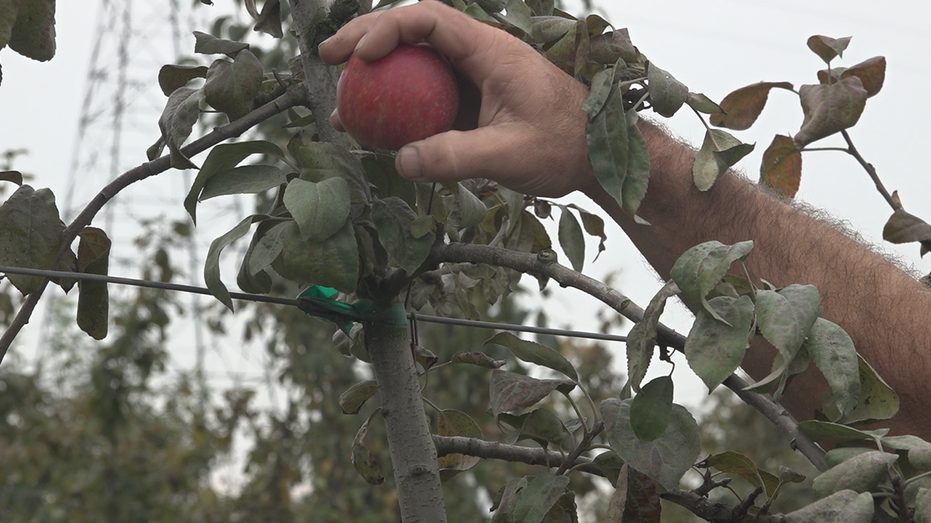 Swans Trail Farms only had three days of apple picking in 2022