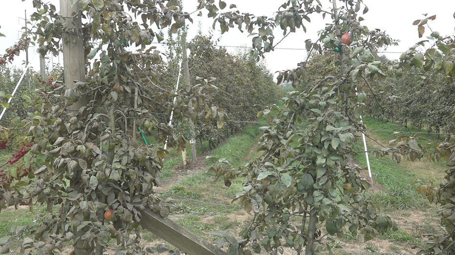 Swans Trail Farms is running out of apples