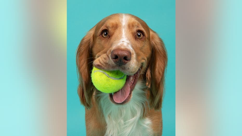 Dog named Copper with tennis ball in mouth