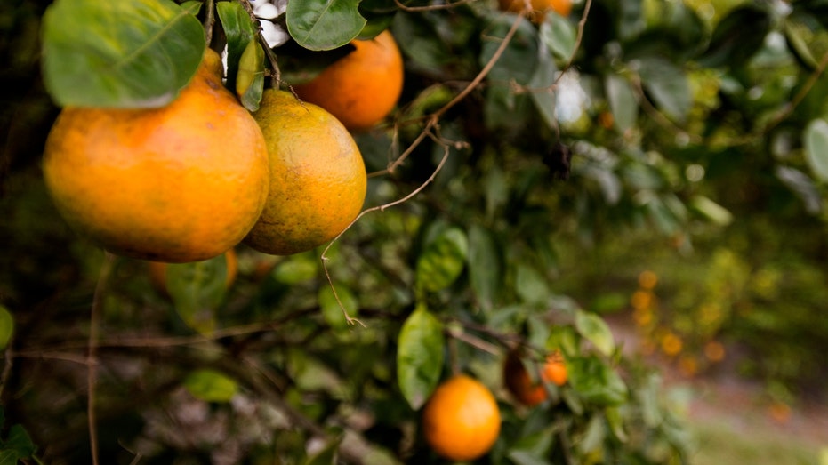 Florida oranges