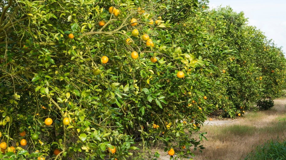 Orange grove