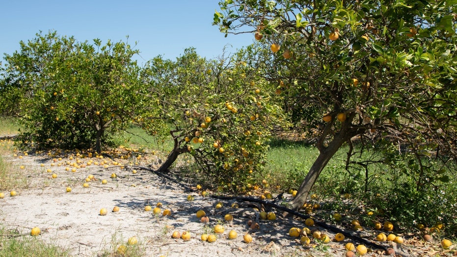 Oranges