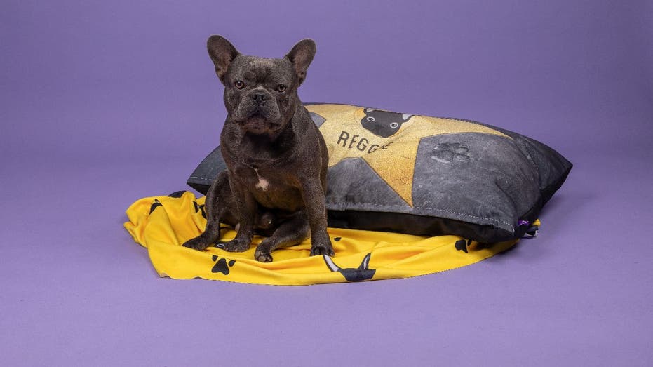 Dog named Reggie with pillow and blanket