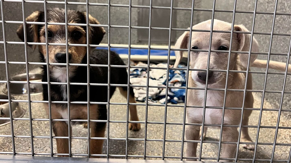Dogs in animal shelter