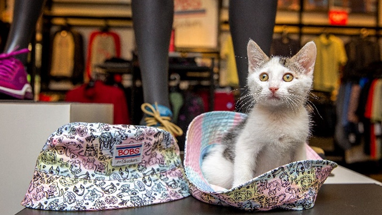 Cat outlet skechers bobs