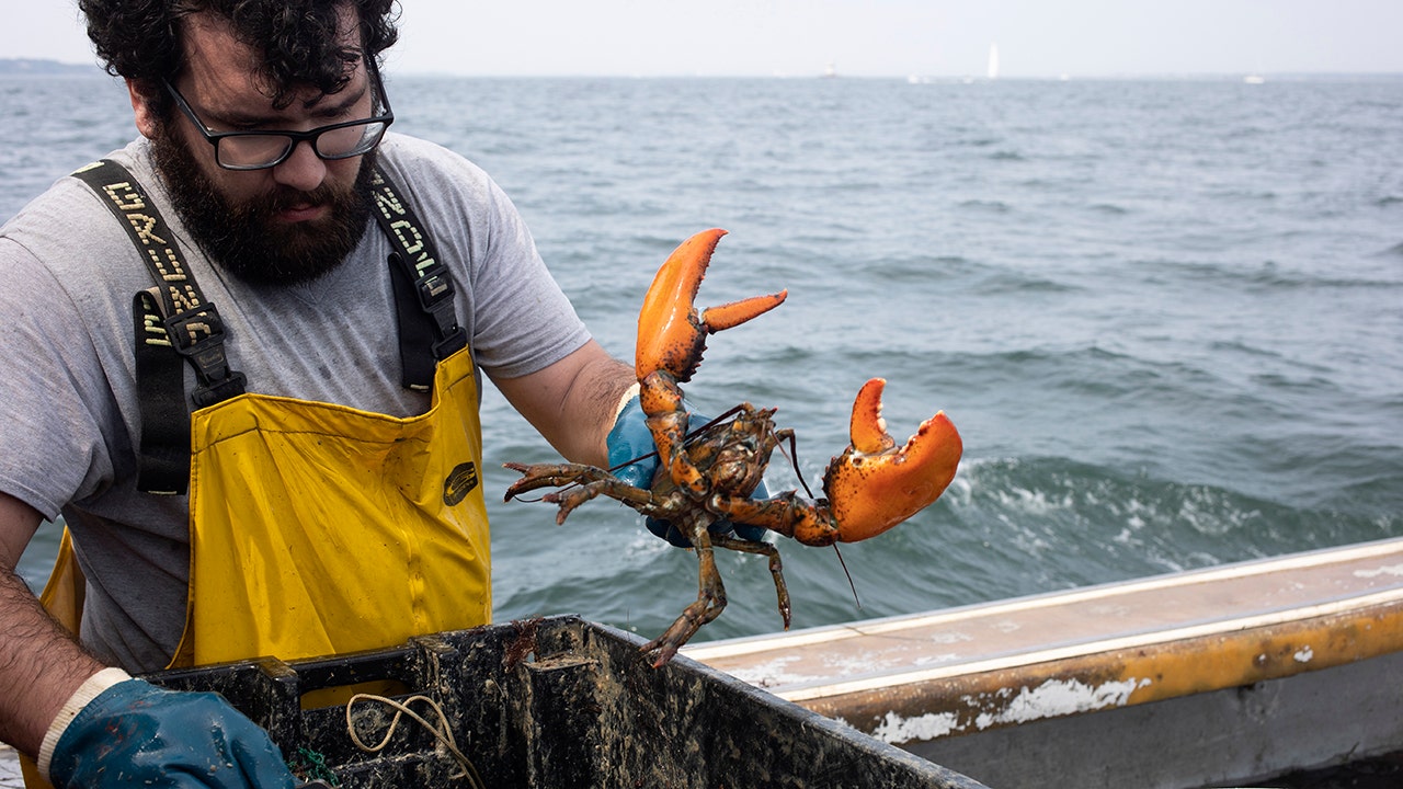 Interview with a Maine Lobsterman