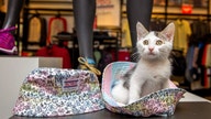 BOBS from Skechers donates to North American animal shelters with every purchase