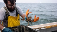 Whole Foods slammed over Maine lobster ban: It 'hurts' fishing families