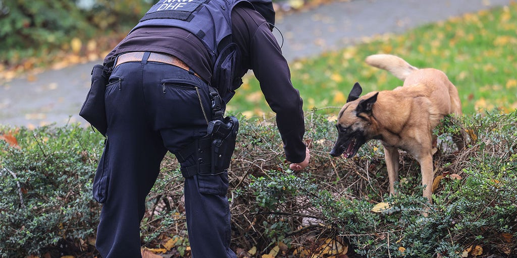 United States is short on bomb-sniffing dogs; relies on importing animals from overseas - Vimarsana News